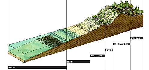 natural transect